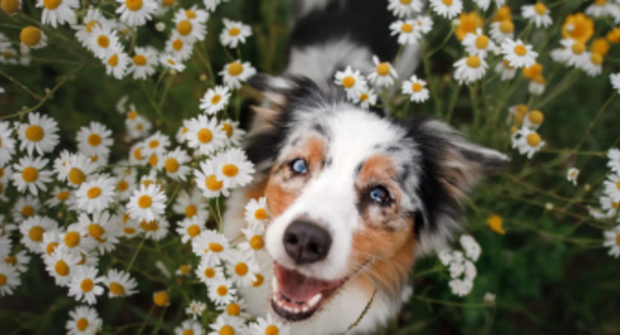 Australian Shepard Flowers